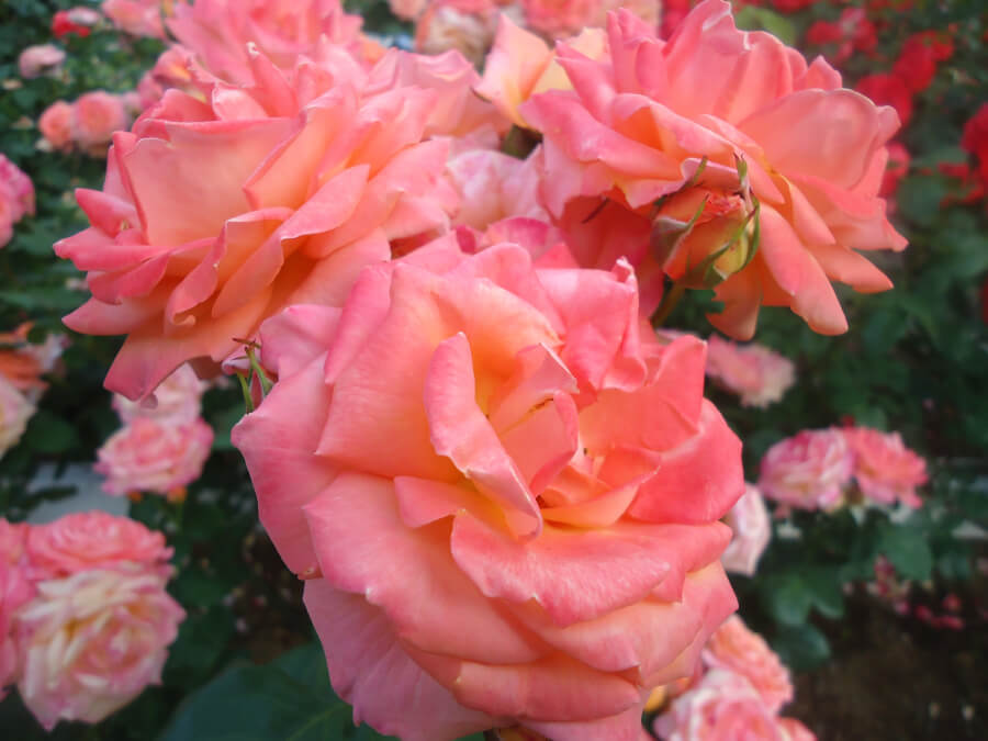 ピンクの淡いバラ